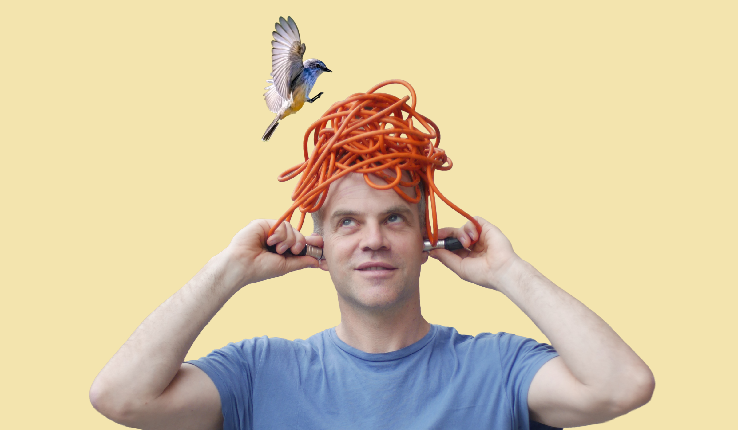Fliegen Fögel falsch?